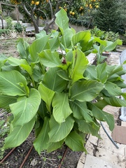 Angiospermae