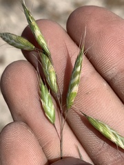 Bromus squarrosus