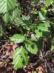 Rubus pinnatus