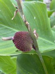 Angiospermae