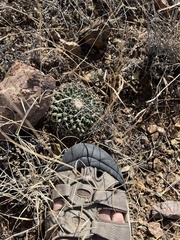 Mammillaria meiacantha