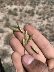 Bromus squarrosus
