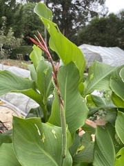 Angiospermae