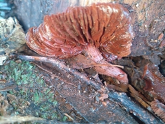 Tubaria rufofulva