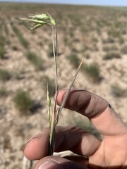 Bromus squarrosus