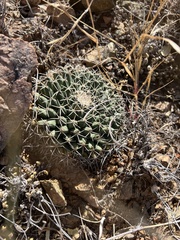 Mammillaria meiacantha