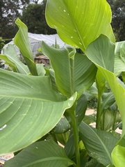 Angiospermae