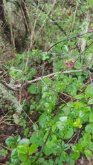 Fuchsia parviflora
