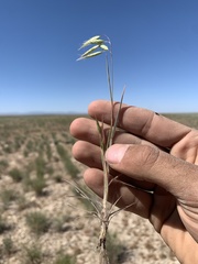 Bromus squarrosus