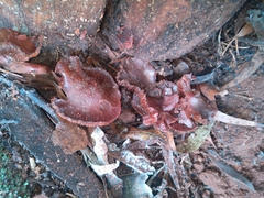 Tubaria rufofulva