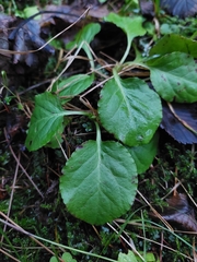 Pyrola rotundifolia