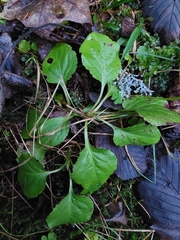 Pyrola rotundifolia