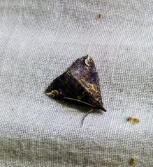 Hypena epigaea