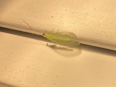 Chrysopa nigricornis