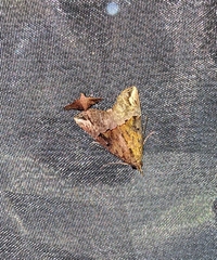 Hypena epigaea