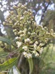 Baccharis latifolia