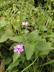 Lantana rugosa