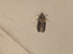 Chionodes mediofuscella