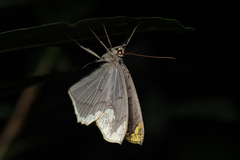 Pareumelea eugeniata