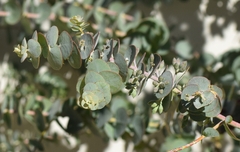 Eucalyptus kruseana