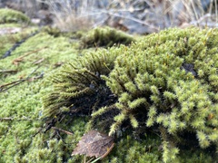 Racomitrium