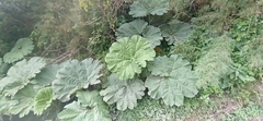 Gunnera manicata