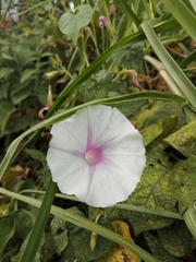 Ipomoea batatas
