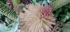 Gunnera manicata