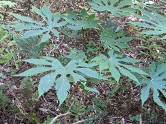 Fatsia polycarpa