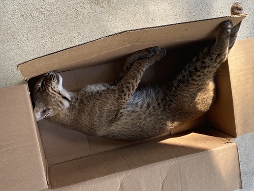 Bobcat photographed in Maryland