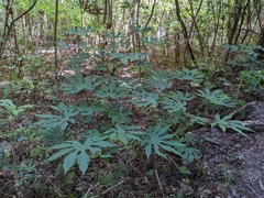 Fatsia polycarpa