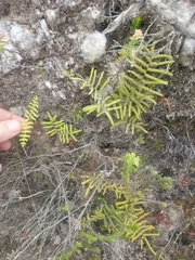 Gleichenia polypodioides