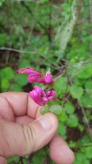 Fuchsia parviflora
