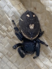 Phidippus regius