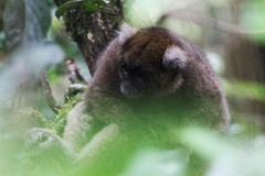 Prolemur simus
