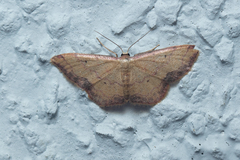 Idaea impexa