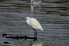 Egretta garzetta