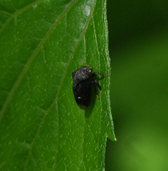 Membracidae