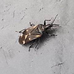 Temnostethus pusillus