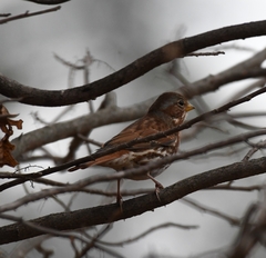 Passerella iliaca iliaca