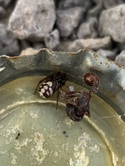 Steatoda