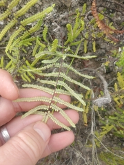 Gleichenia polypodioides