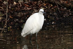Egretta garzetta
