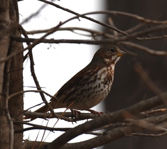 Passerella iliaca iliaca