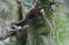 Prolemur simus