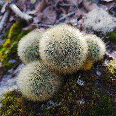 Mammillaria densispina