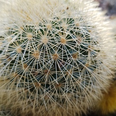 Mammillaria densispina