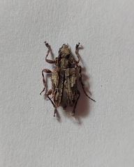 Aegomorphus jaspideus
