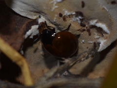 Aegithus clavicornis