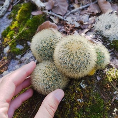 Mammillaria densispina